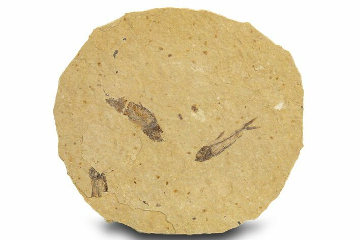 Fossil Fish (Knightia) Mortality Plate - Wyoming #327799